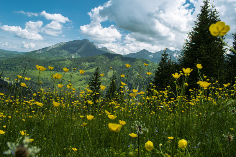 Wysokie Tatry