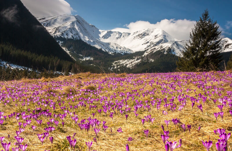 Wysokie Tatry